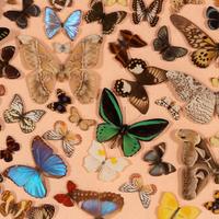 A Large Framed Lepidoptera Collection