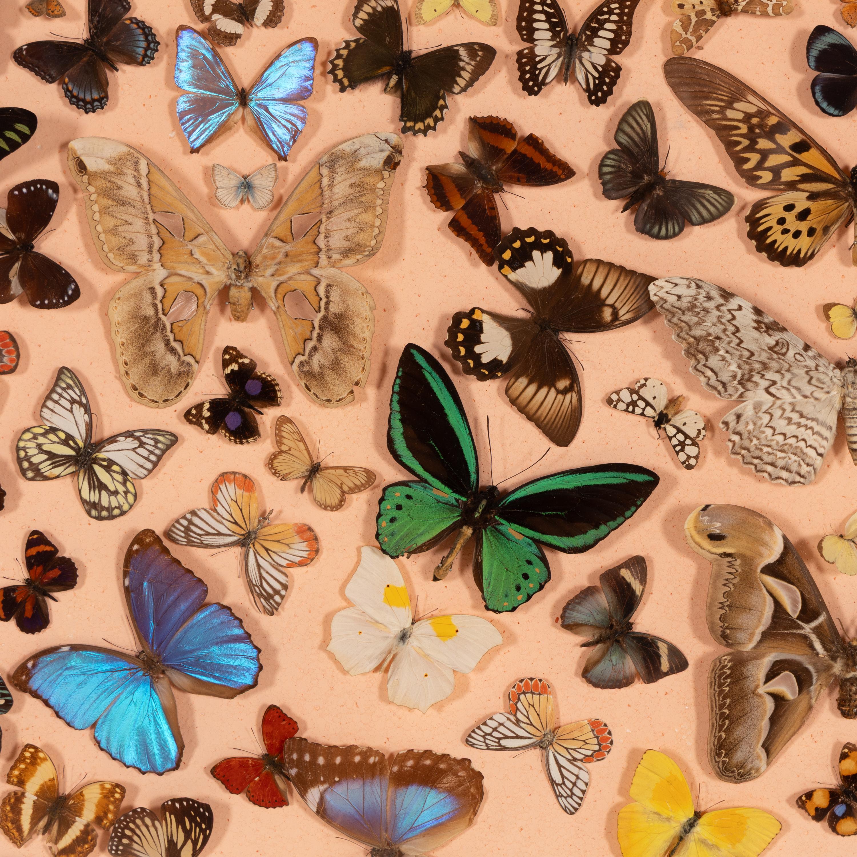 A Large Framed Lepidoptera Collection