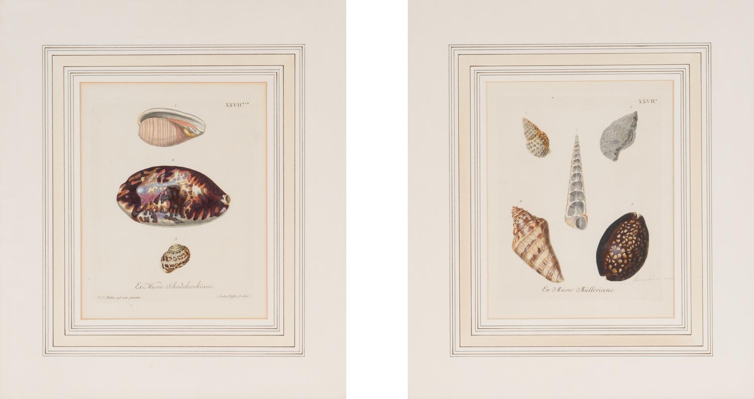 A Set of Eight Hand-Colored Engravings of Shell Specimens by Wolfgang Knorr (German, 18th Century)