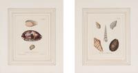 A Set of Eight Hand-Colored Engravings of Shell Specimens by Wolfgang Knorr (German, 18th Century)