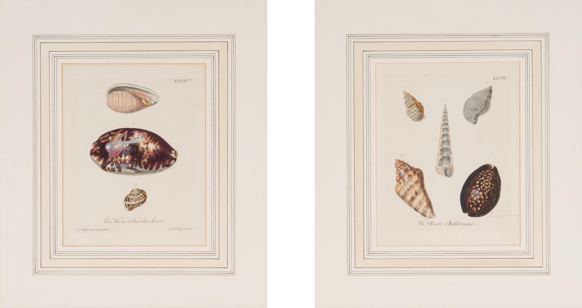 A Set of Eight Hand-Colored Engravings of Shell Specimens by Wolfgang Knorr (German, 18th Century)