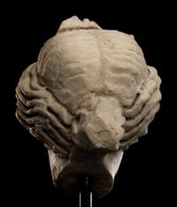 A Roman Marble Head of a Woman