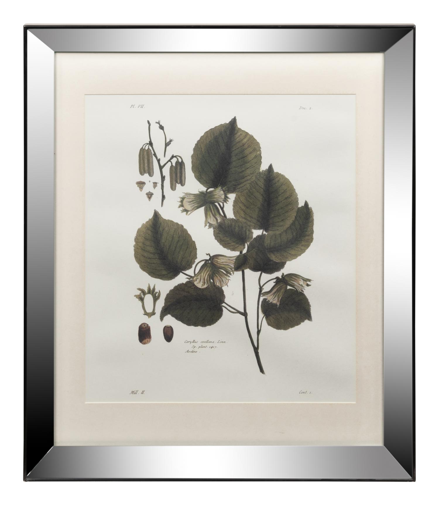 Two Framed Botanical Prints