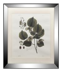 Two Framed Botanical Prints