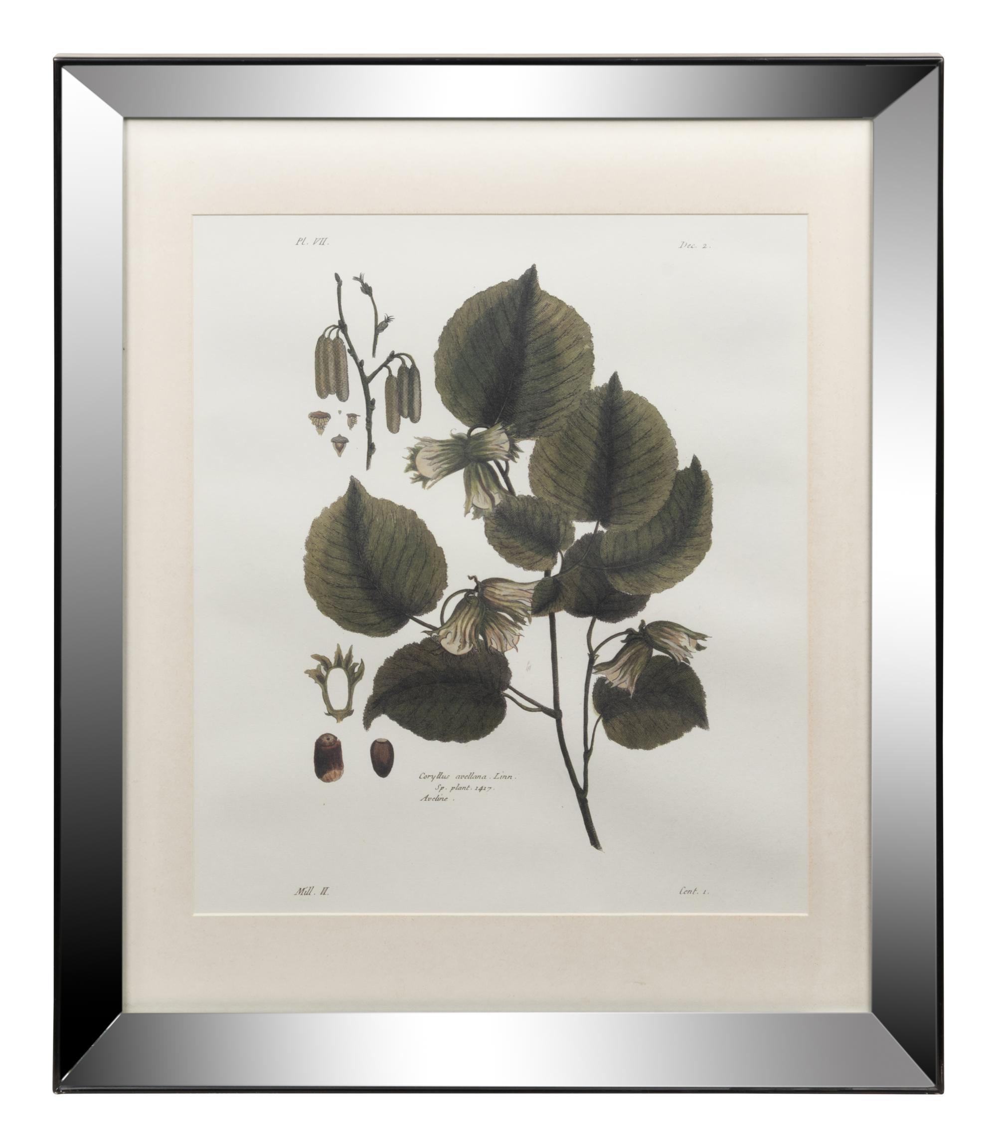 Two Framed Botanical Prints