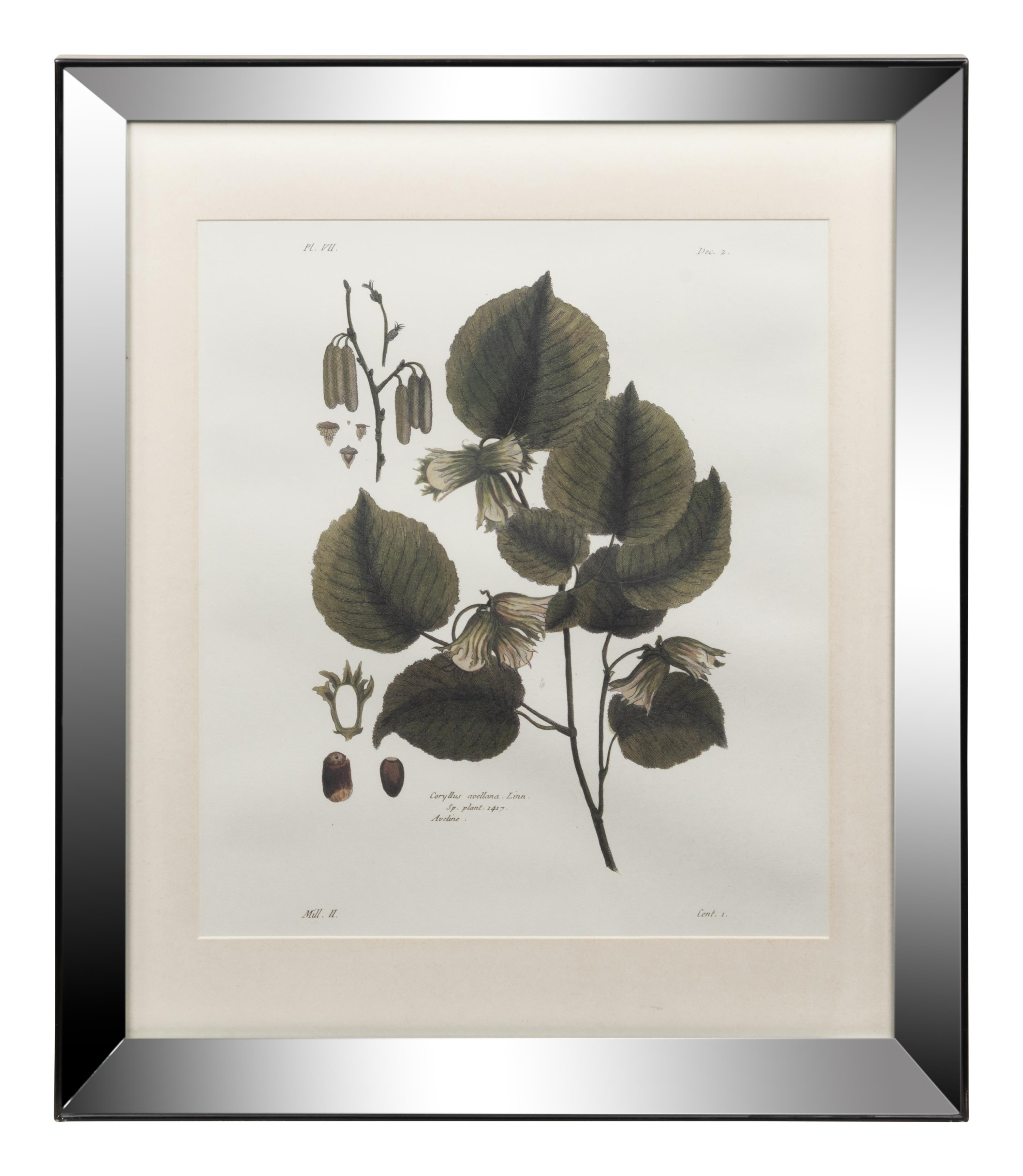 Two Framed Botanical Prints