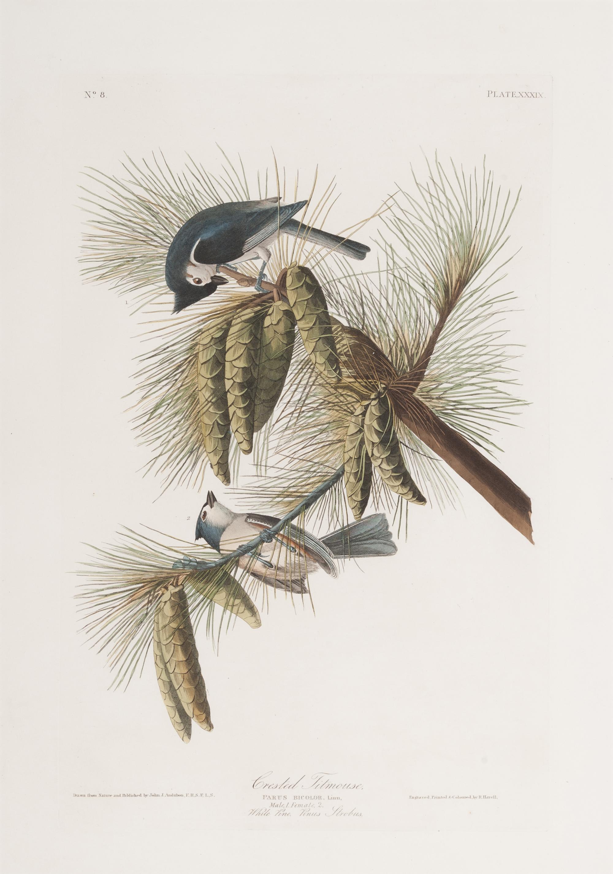 AUDUBON, John James (1785-1851).
