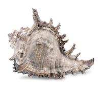 A Verdura Silver-Plate Conch Shell