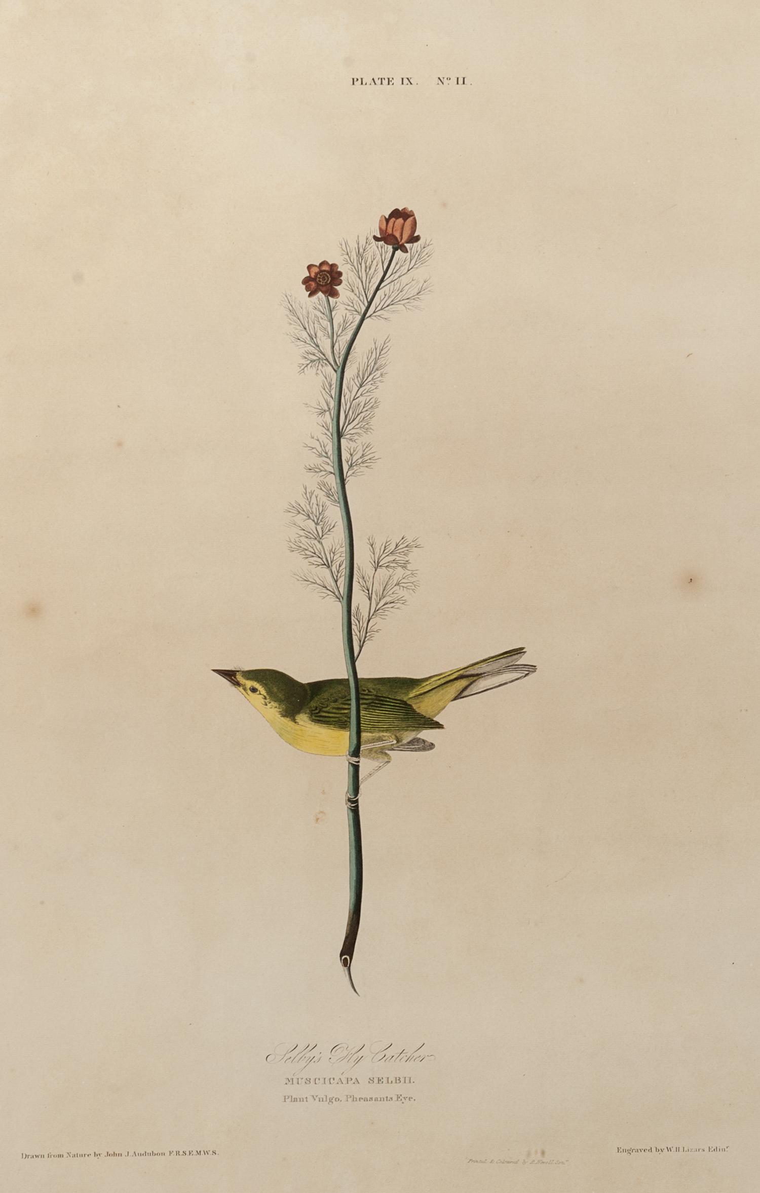 AUDUBON, John James (1785-1851).