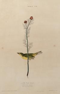 AUDUBON, John James (1785-1851).