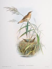 Eight Framed Avian Prints