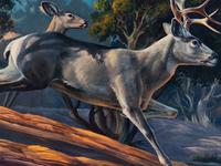 Buck and Three Does