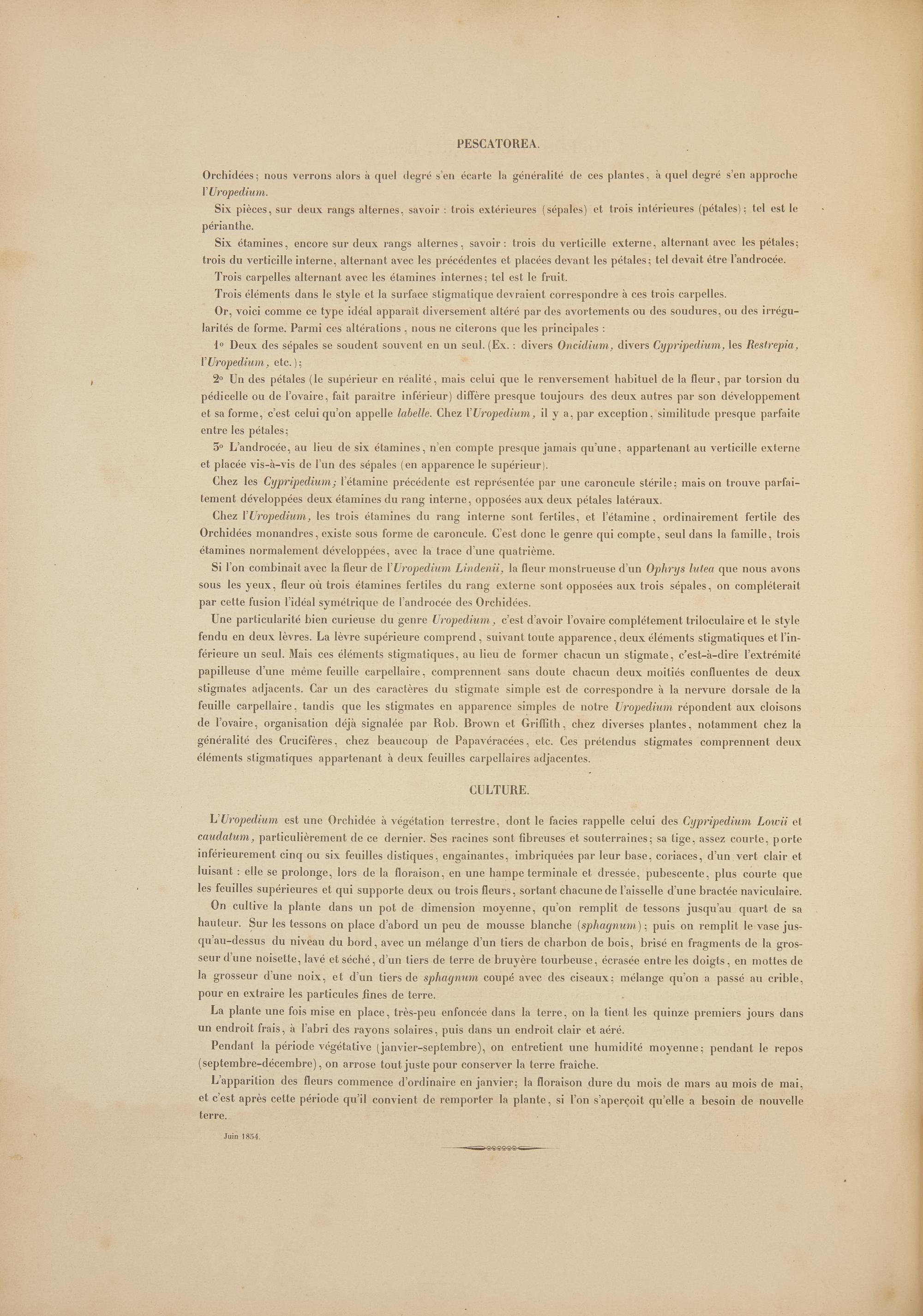 [Natural History] Linden, Jean Jules. Pescatorea. Iconographie des Orchidees