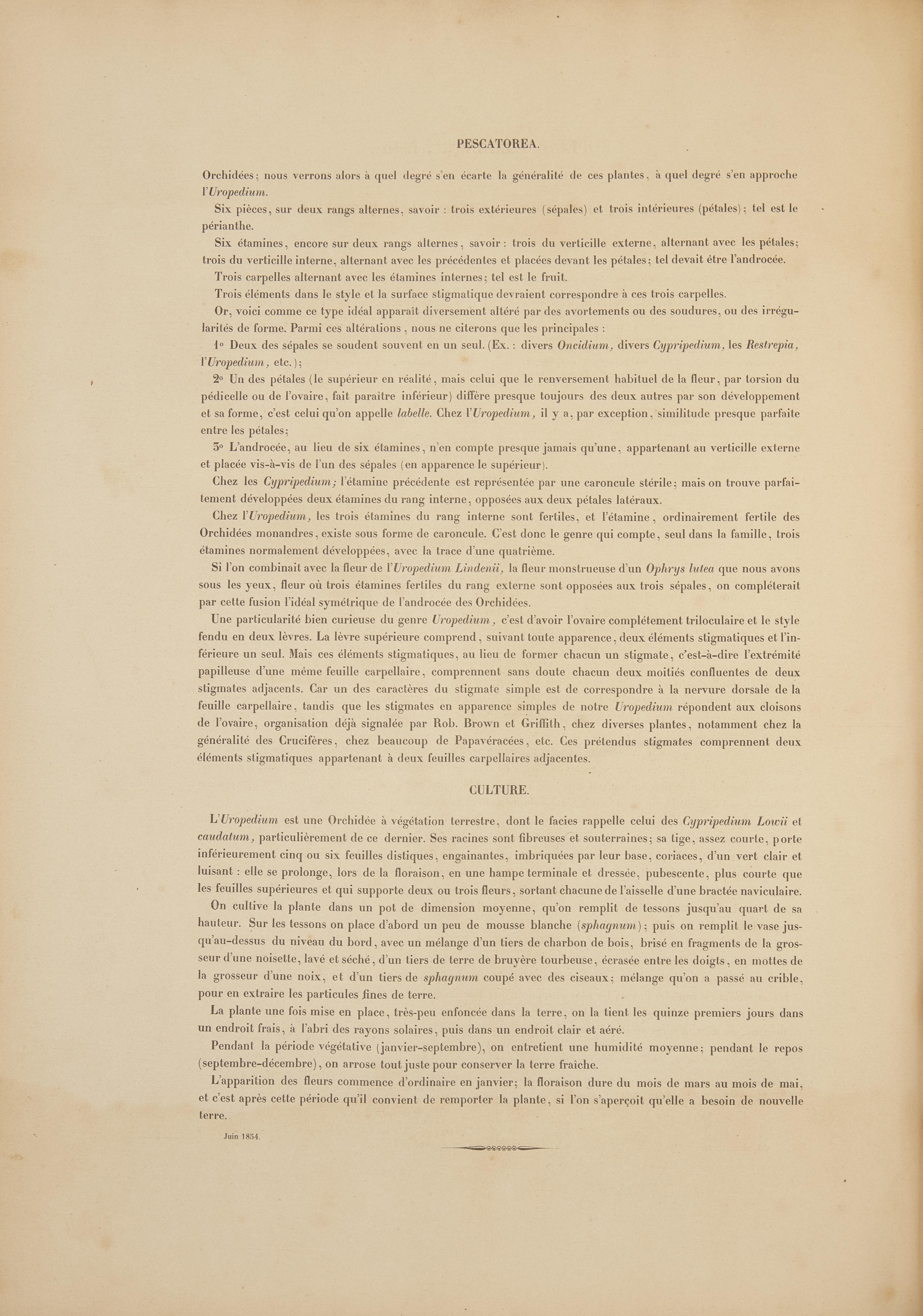 [Natural History] Linden, Jean Jules. Pescatorea. Iconographie des Orchidees