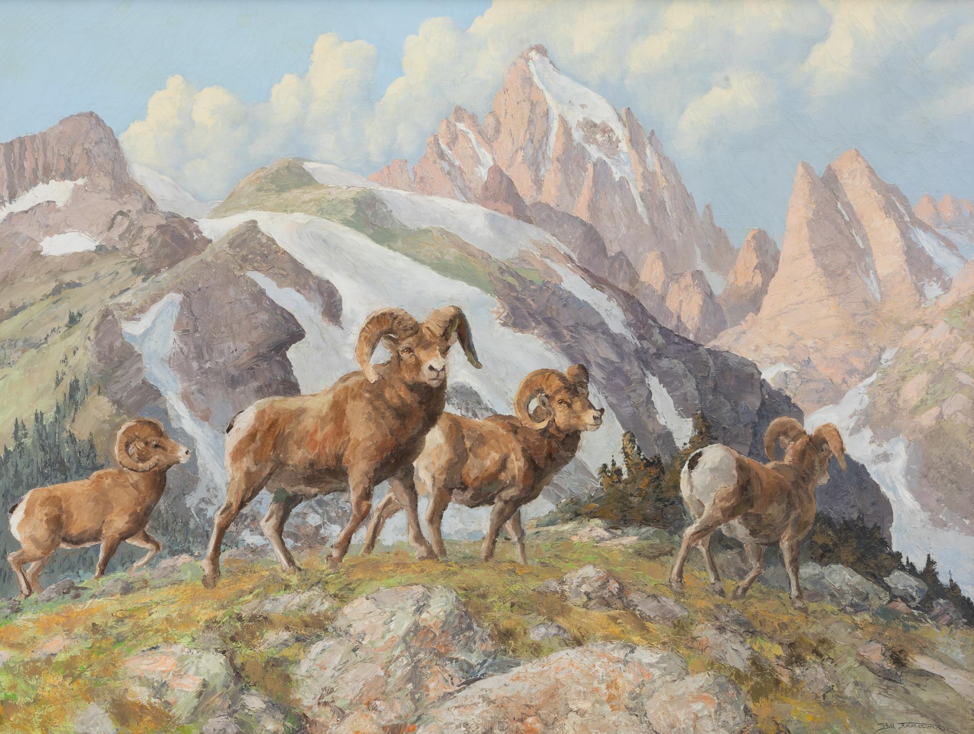 Big Horns In High Country
