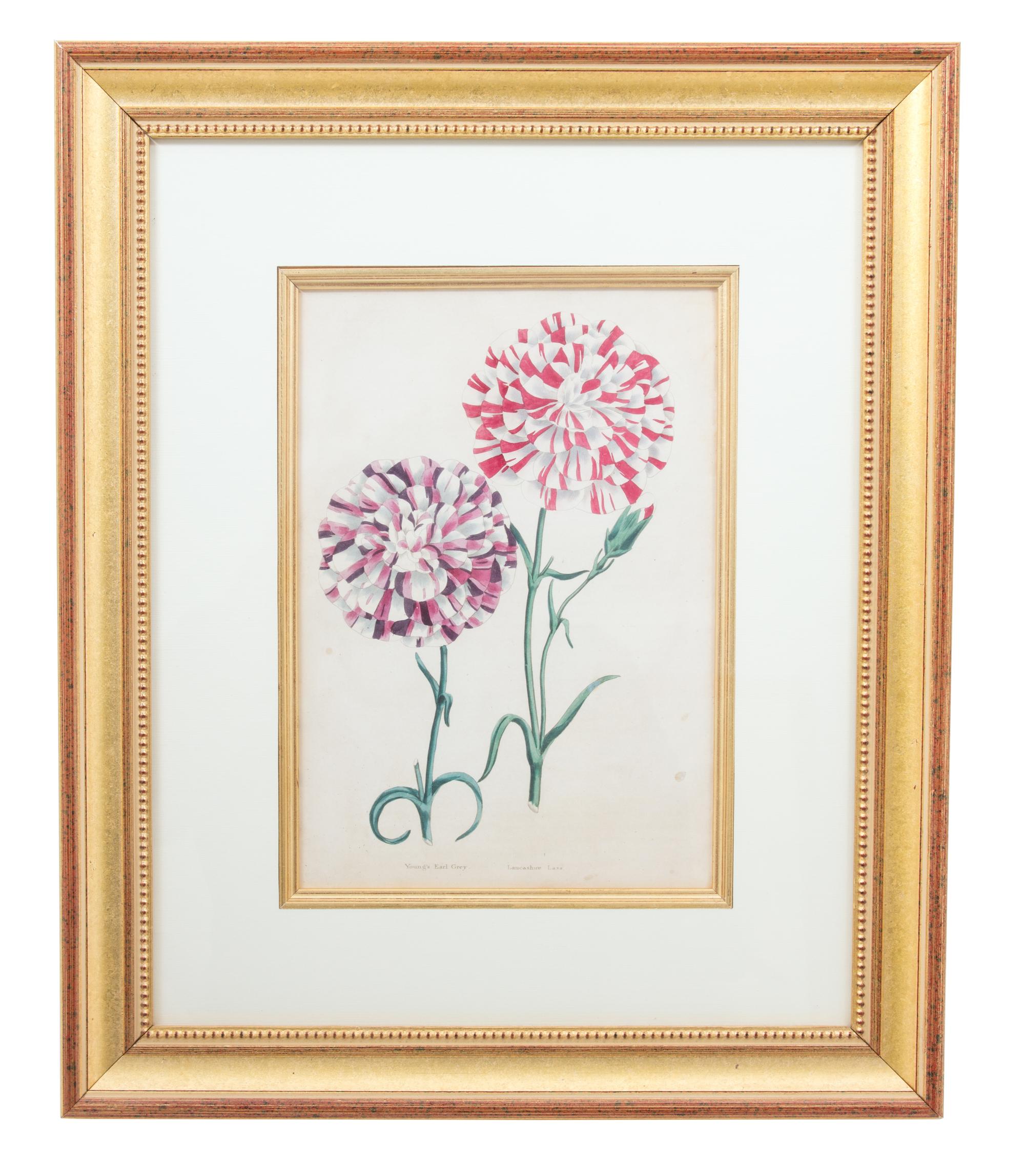A Group of Four Hand-Colored Engravings from Sir John Paxton Framed 18 x 14 1/2 inches. — 19TH CENTURY