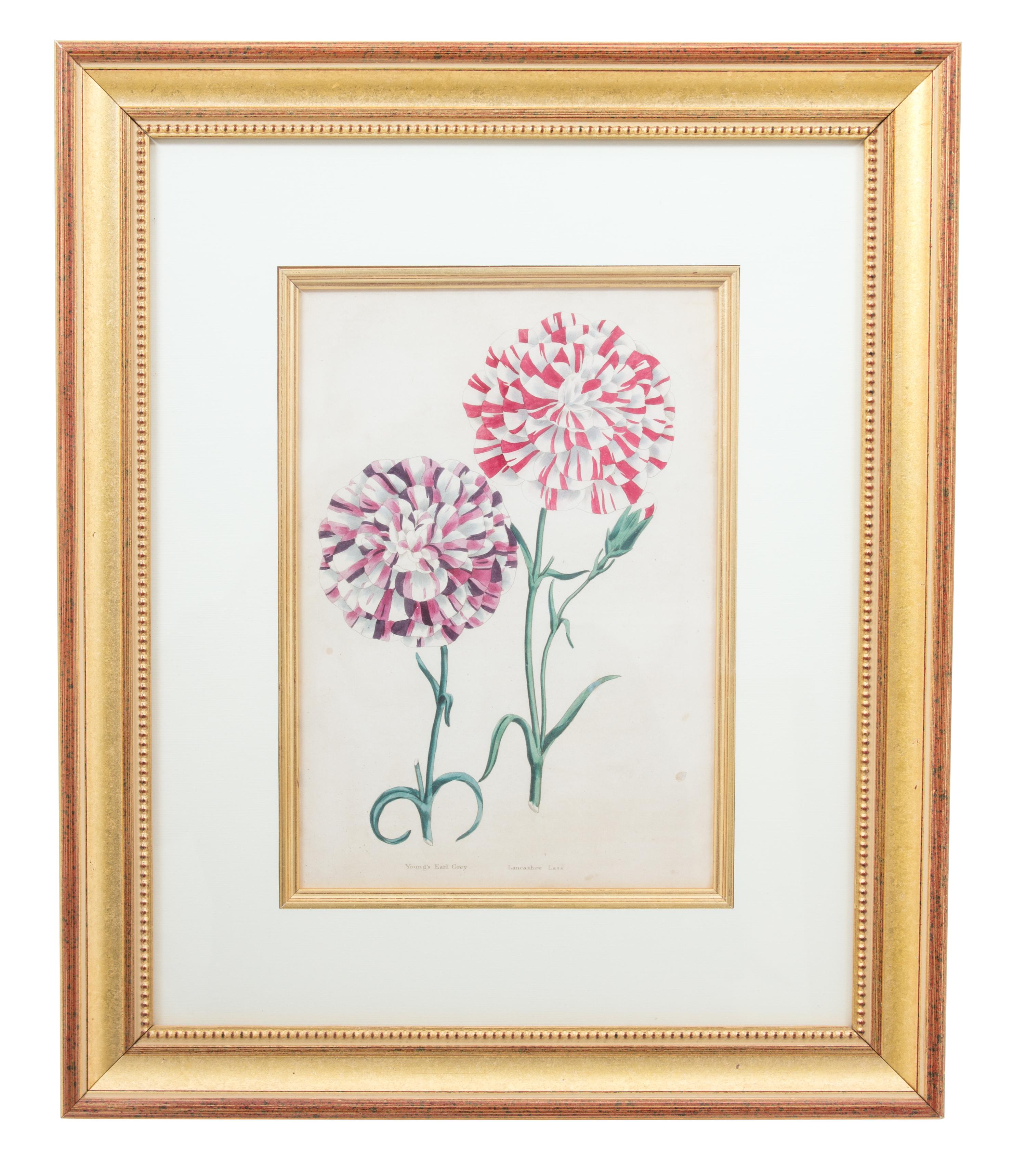 A Group of Four Hand-Colored Engravings from Sir John Paxton Framed 18 x 14 1/2 inches. — 19TH CENTURY