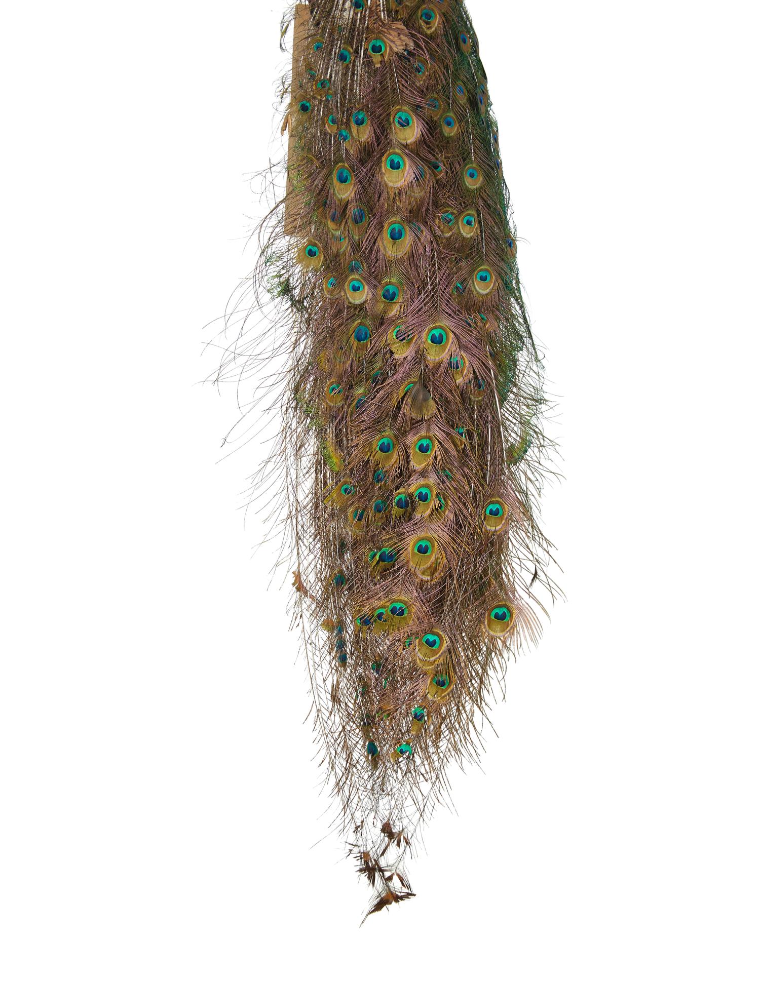 A Taxidermy Peacock ( Pavo cristatus)
