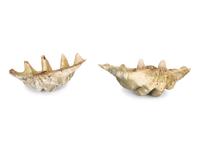 A Pair of Tridacna Gigas Giant Clam Shells