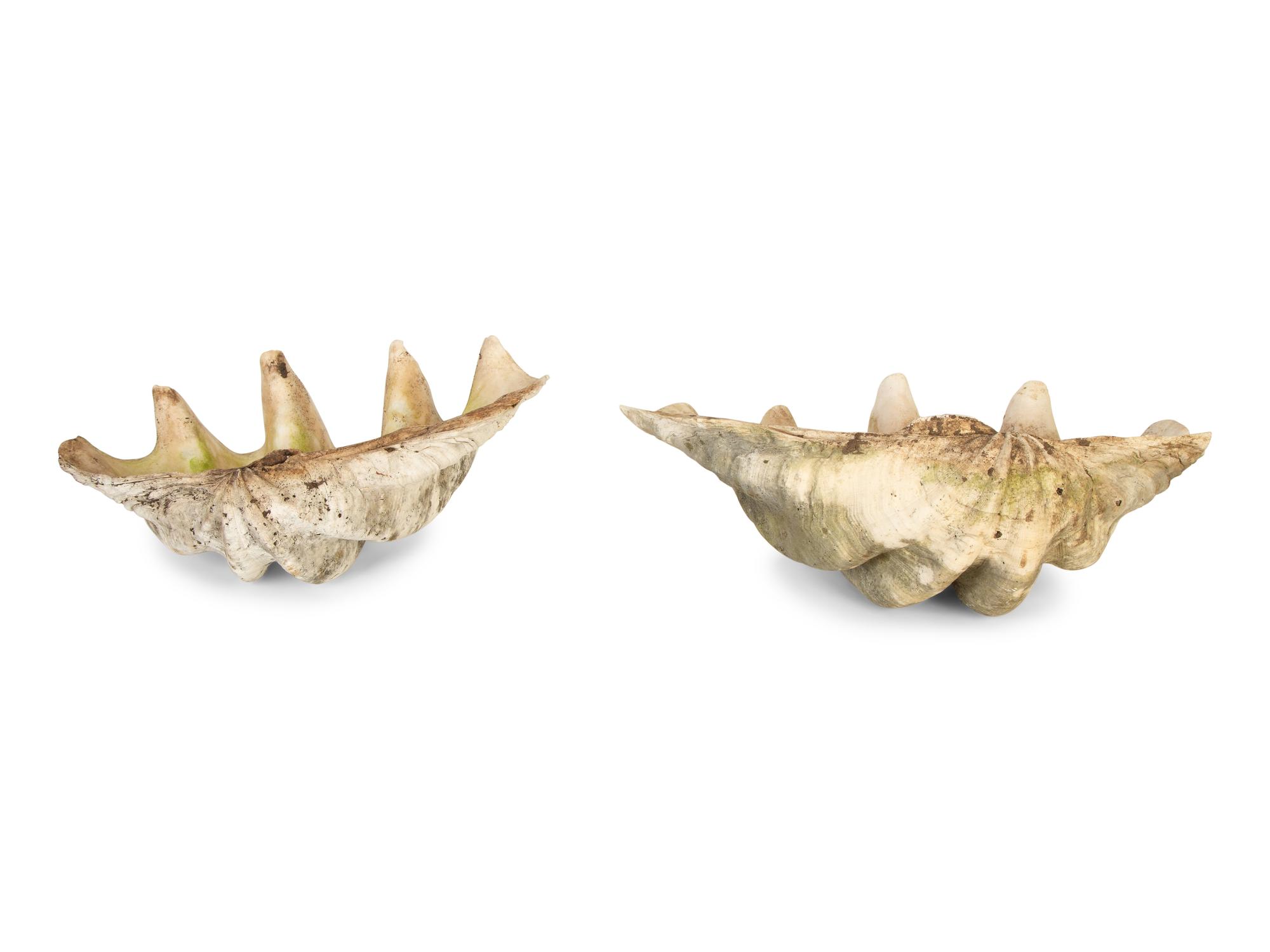 A Pair of Tridacna Gigas Giant Clam Shells