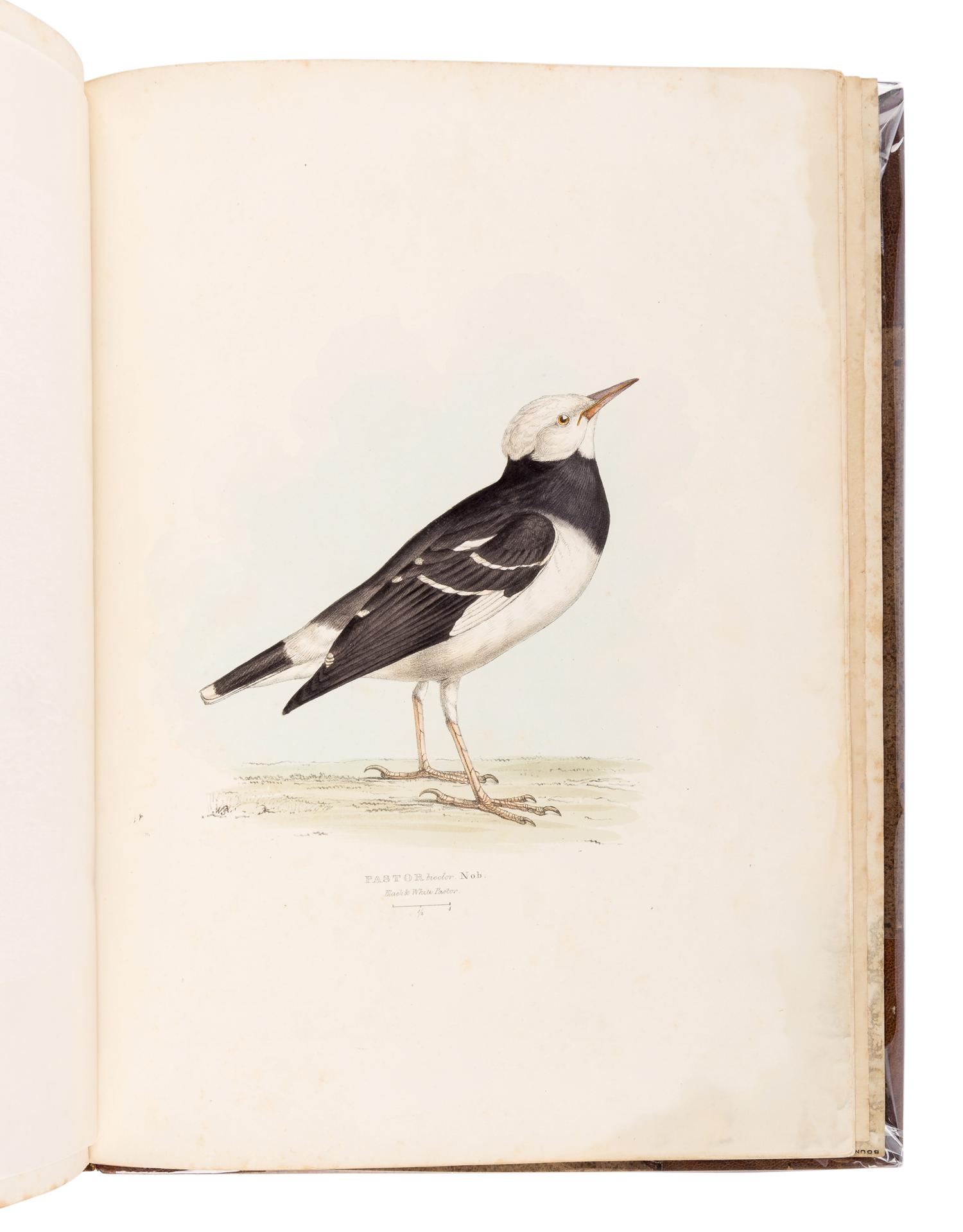 [GOULD, John, his copy]. GRAY, George Robert (1808-1872). A Fasciculus of the Birds of China . [London: privately printed, 1871.]