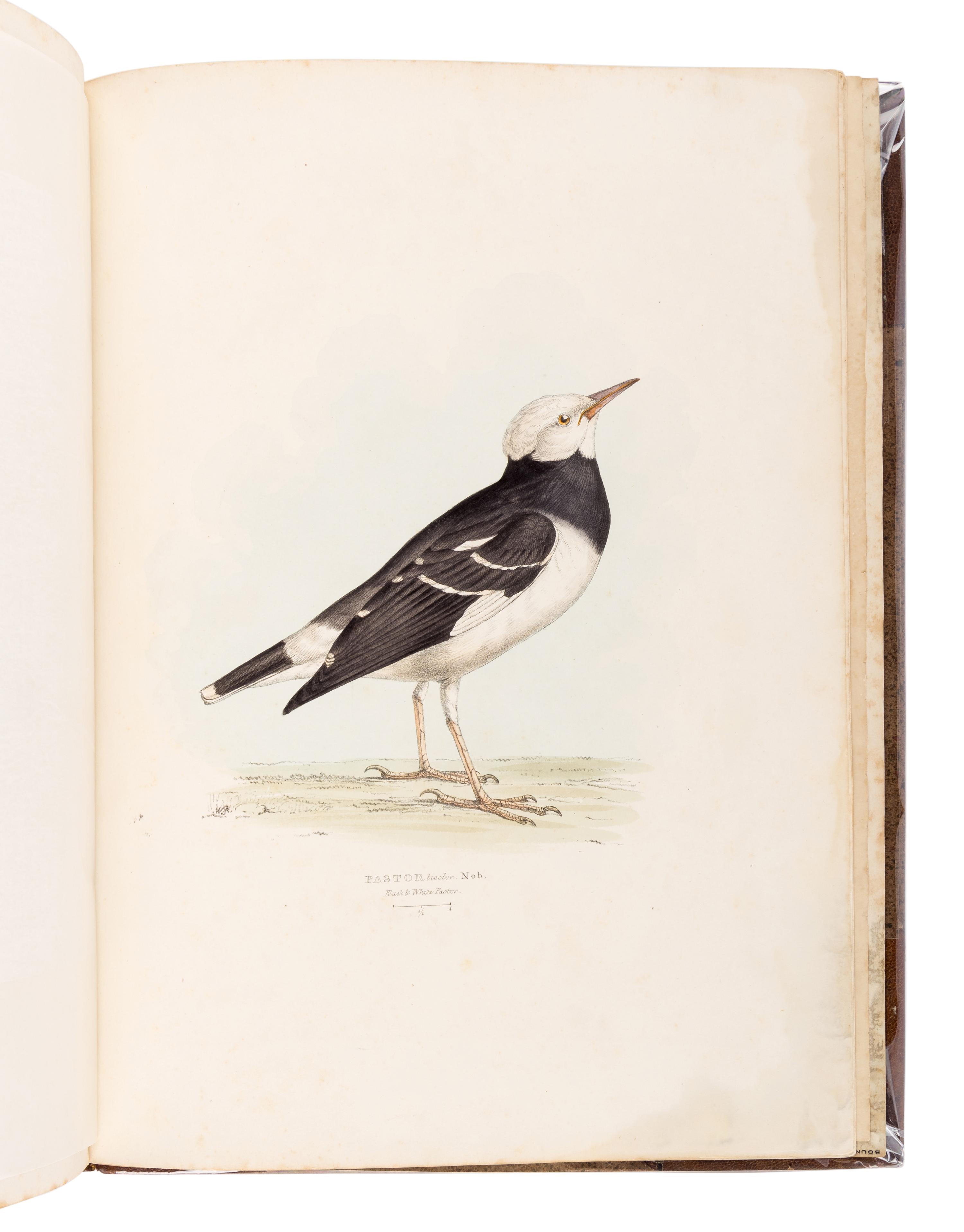 [GOULD, John, his copy]. GRAY, George Robert (1808-1872). A Fasciculus of the Birds of China . [London: privately printed, 1871.]
