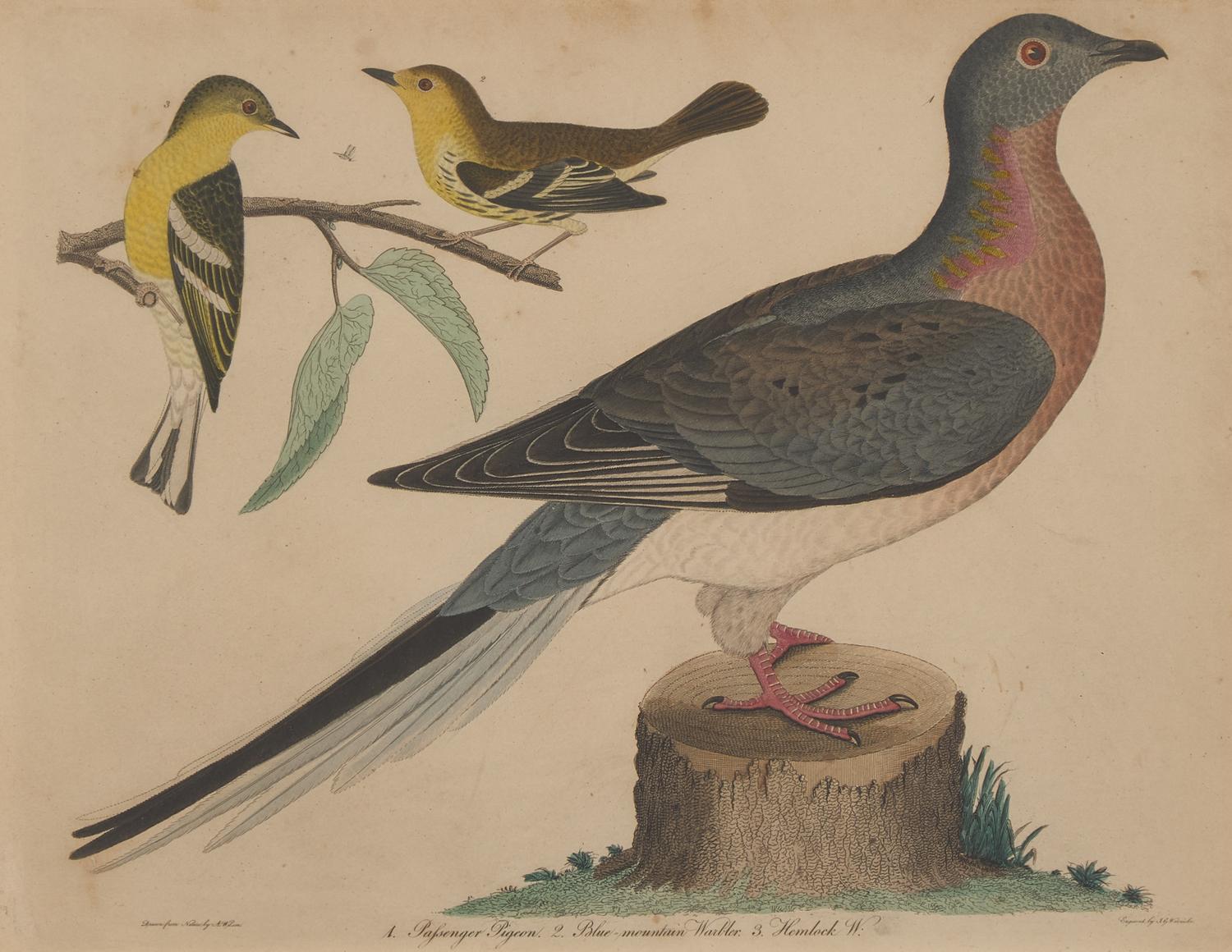 Alexander Lawson (1773-1846) and John G. Warnicke (died 1818), After Alexander Wilson (1766-1813), A Set of Sixteen Hand-Colored Engravings of Various Birds