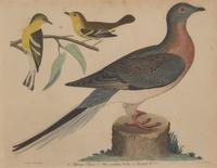 Alexander Lawson (1773-1846) and John G. Warnicke (died 1818), After Alexander Wilson (1766-1813), A Set of Sixteen Hand-Colored Engravings of Various Birds