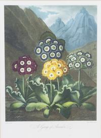 A Group of Seven Hand Colored Engravings Largest 27 x 21 inches. — 19TH CENTURY