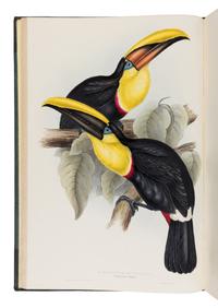 [Natural History]. Gould, John (1804-1881). A Monograph of the Ramphastidae, or Family of Toucans . London: Published by the Author, [1833-] 1834 [-1835].