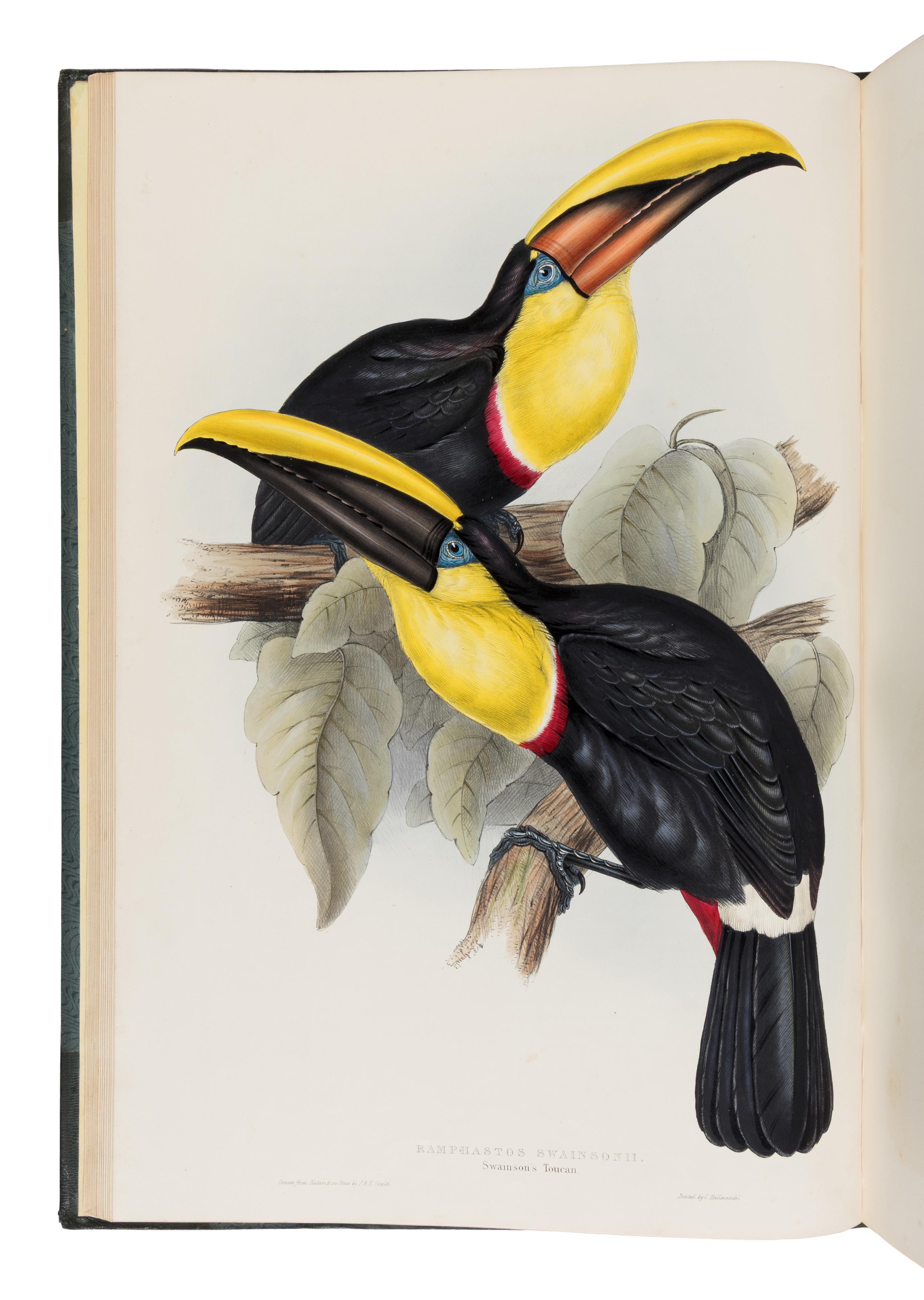 [Natural History]. Gould, John (1804-1881). A Monograph of the Ramphastidae, or Family of Toucans . London: Published by the Author, [1833-] 1834 [-1835].