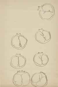 Pomegranetête , 2017