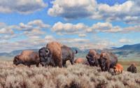 Prairie Rhythms