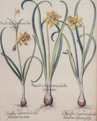 Three Gilt Framed Botanical Prints 14 x 11 inches. — 20TH CENTURY
