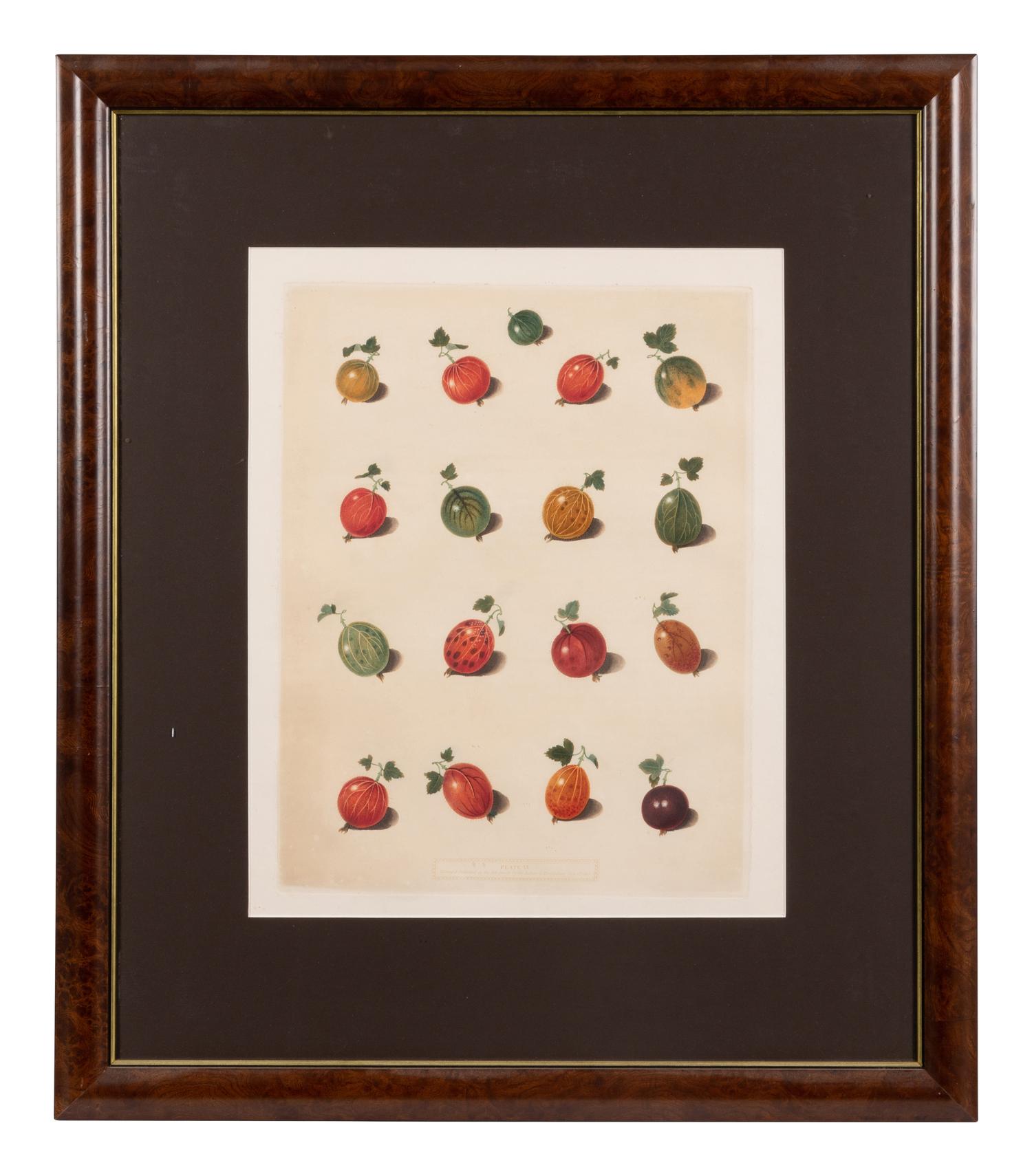 Four Hand Colored Fruit Engravings by George Brookshaw