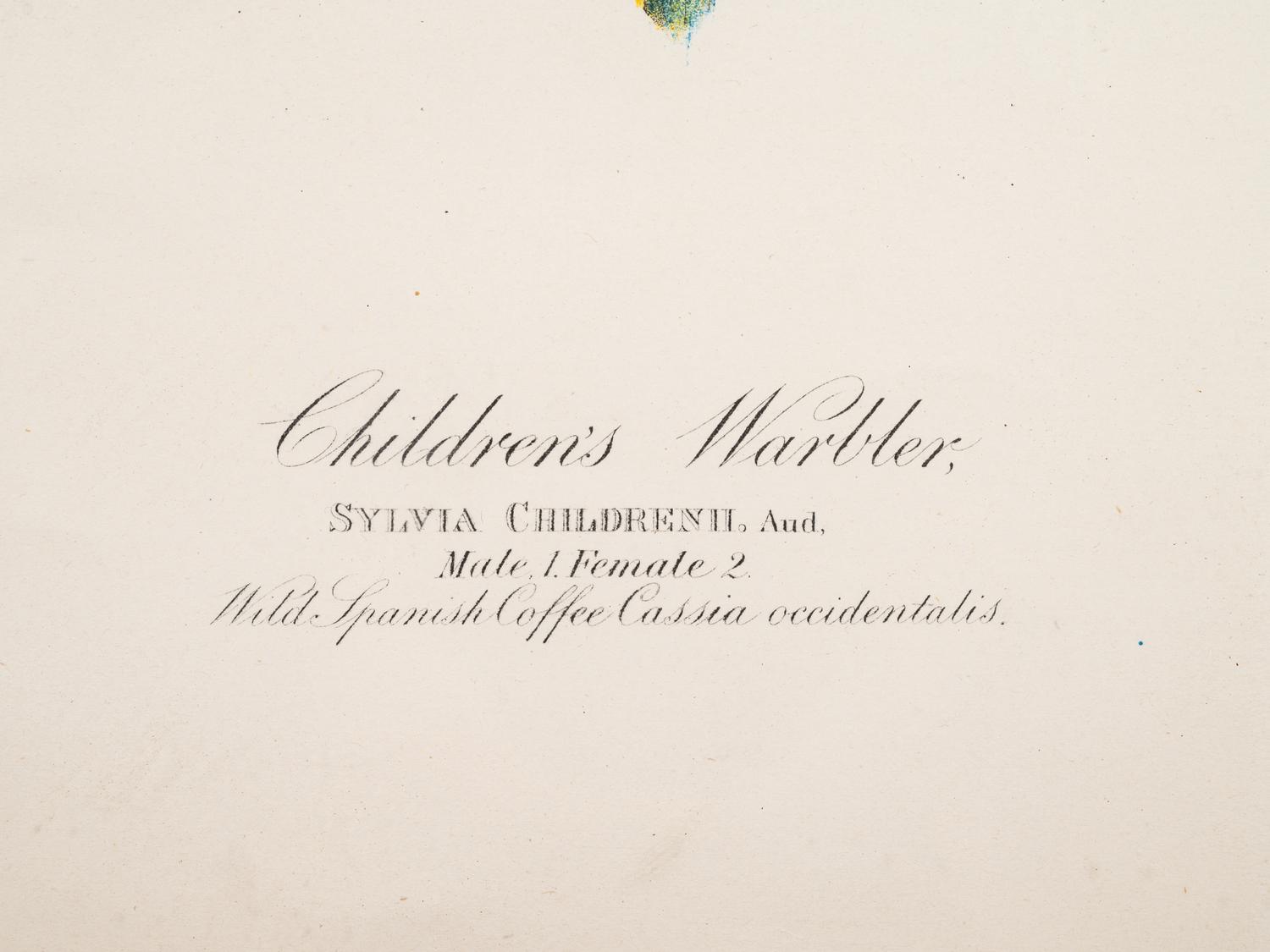 AUDUBON, John James (1785-1851).