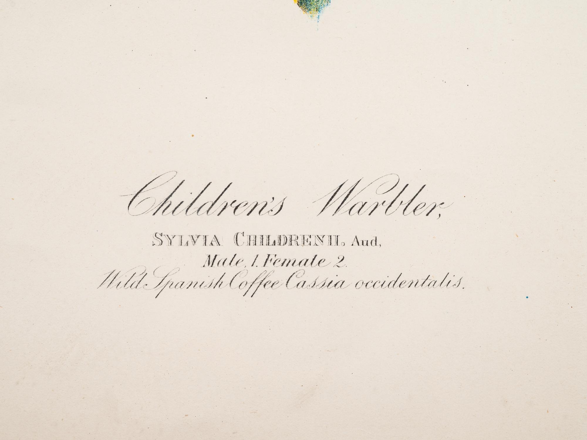 AUDUBON, John James (1785-1851).