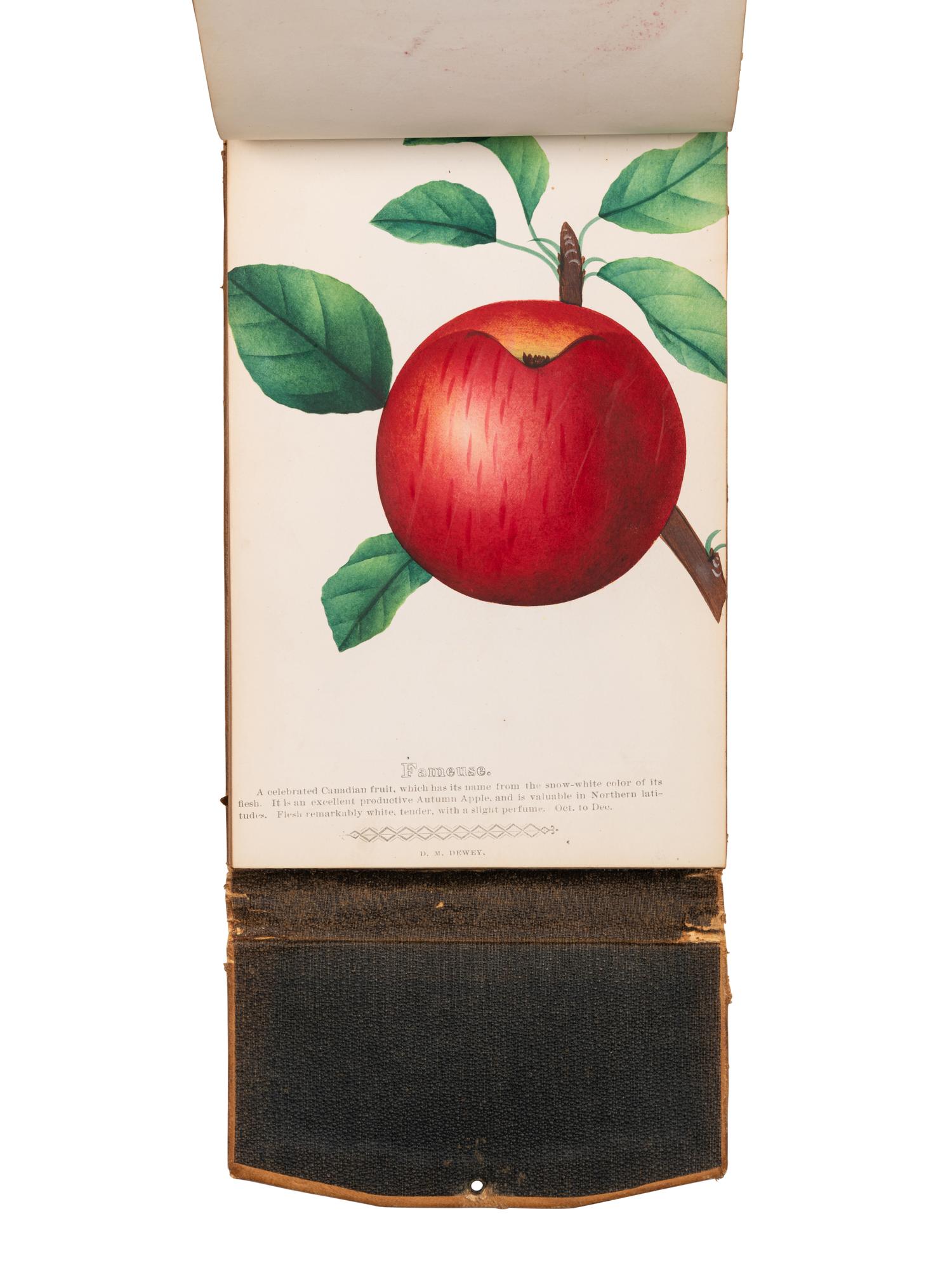 [SALESMAN'S CATALOGUE]. DEWEY, D. M. The Nurseryman's Specimen Book of American Horticulture and Floriculture, Fruits, Flowers, Ornamental Trees, Shrubs, Roses, &c . N.p., n.d. [ca 1880s?].