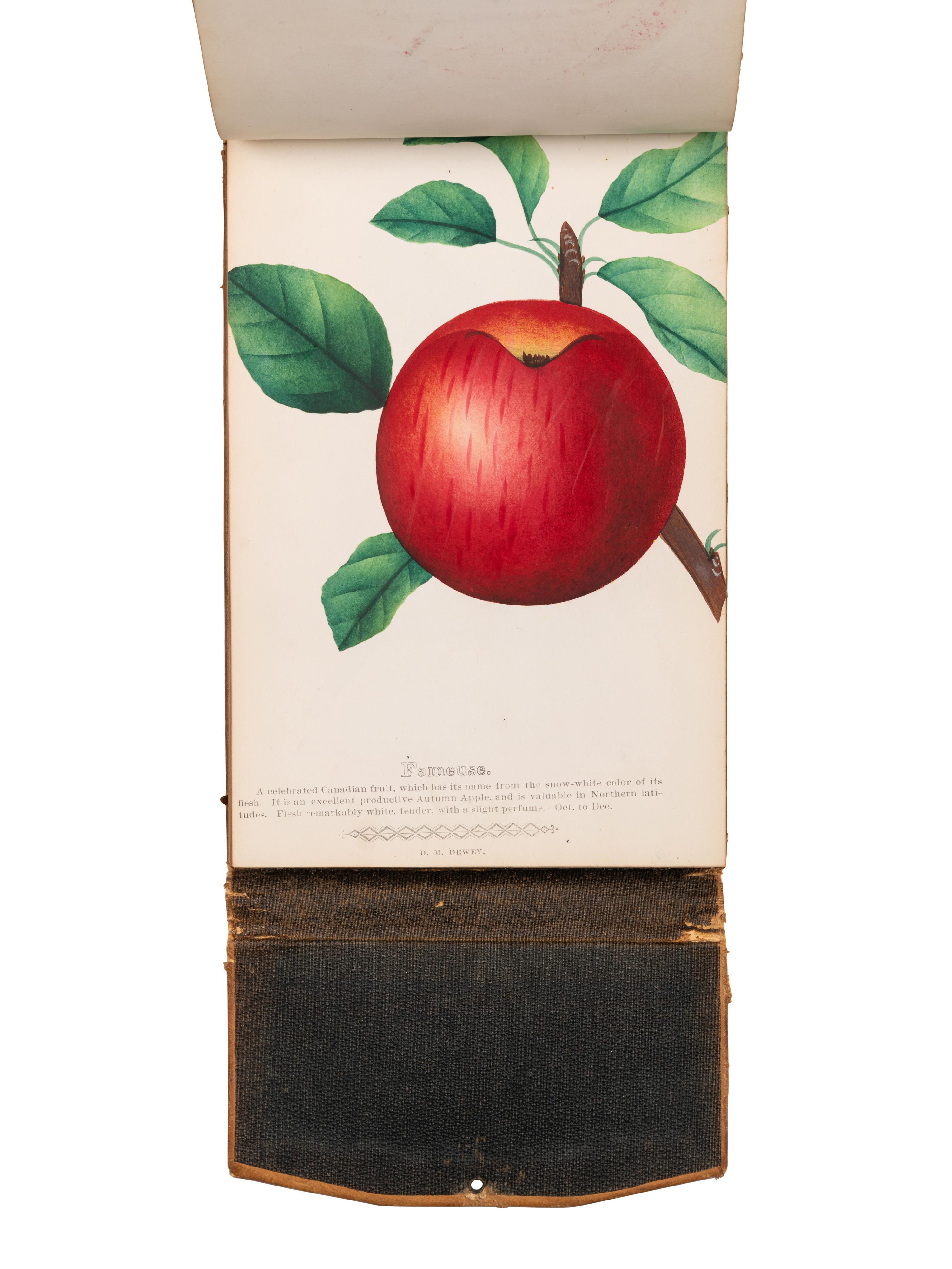 [SALESMAN'S CATALOGUE]. DEWEY, D. M. The Nurseryman's Specimen Book of American Horticulture and Floriculture, Fruits, Flowers, Ornamental Trees, Shrubs, Roses, &c . N.p., n.d. [ca 1880s?].