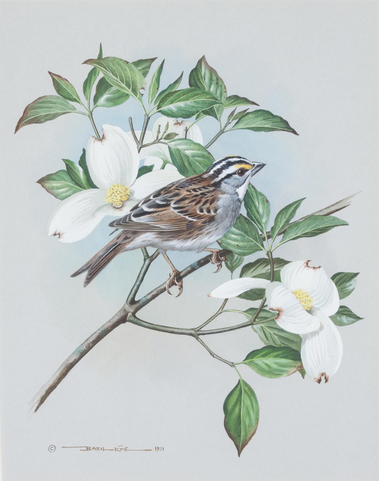 Basil Ede, (British, b. 1931), White-Throated Sparrow, 1971
