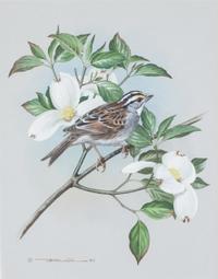 Basil Ede, (British, b. 1931), White-Throated Sparrow, 1971