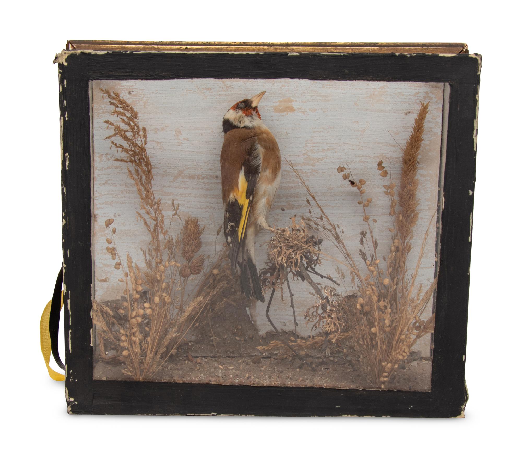 A Victorian Taxidermy Hummingbird Diorama