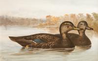 Alexander Pope Jr., (American, 1849-1924), chromolithograph Upland Game Birds and Waterfowl of the United States portfolio of 22 prints