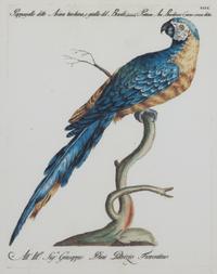 A Pair of Italian Hand-Colored Engravings of Parrots