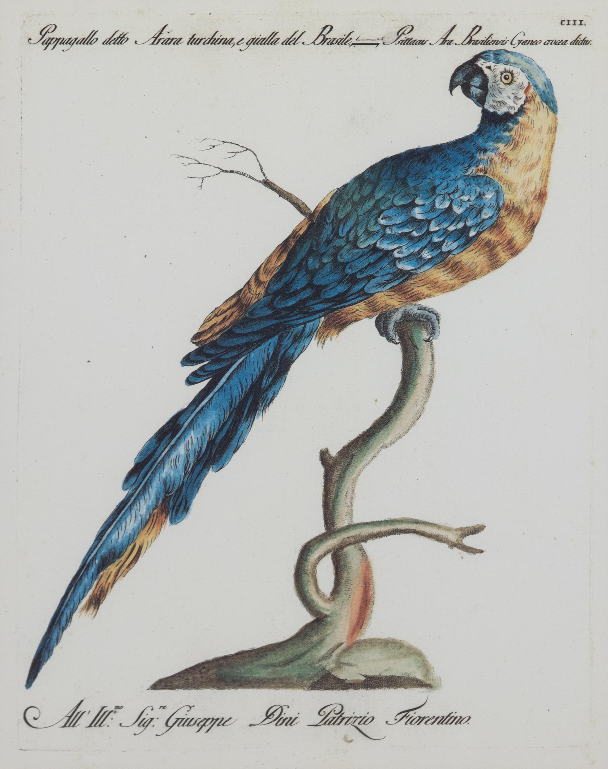 A Pair of Italian Hand-Colored Engravings of Parrots