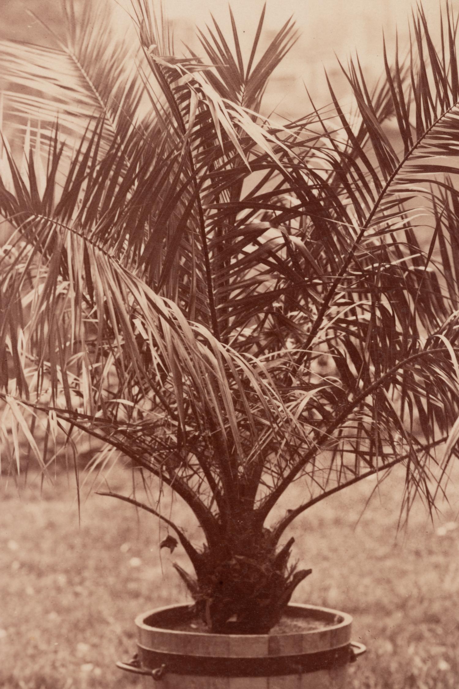 A group of four photographs ( Cactus [Nice], before 1900 ; Pommiers [et blés] , 1910 or earlier; Sapin ([Petit] Trianon , 1910 or earlier; Palmier , before 1900)