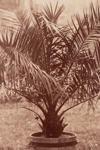 A group of four photographs ( Cactus [Nice], before 1900 ; Pommiers [et blés] , 1910 or earlier; Sapin ([Petit] Trianon , 1910 or earlier; Palmier , before 1900)