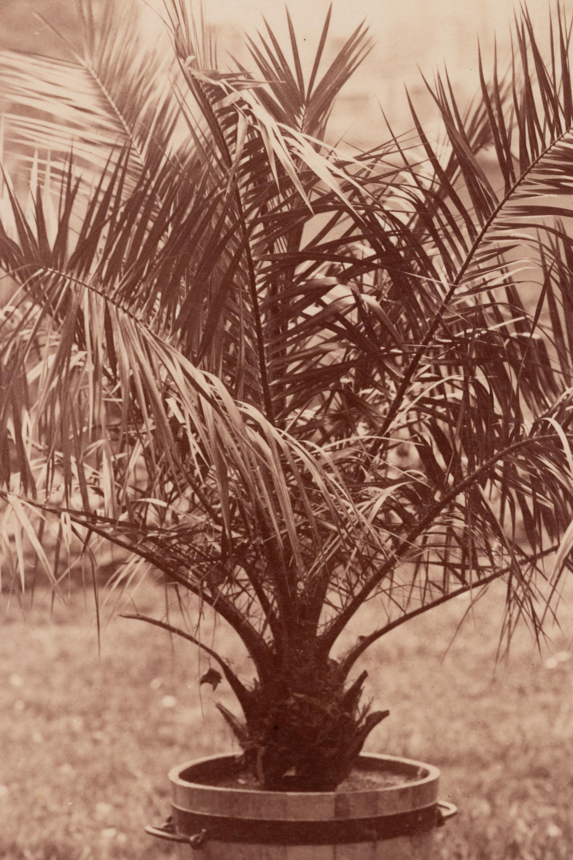 A group of four photographs ( Cactus [Nice], before 1900 ; Pommiers [et blés] , 1910 or earlier; Sapin ([Petit] Trianon , 1910 or earlier; Palmier , before 1900)
