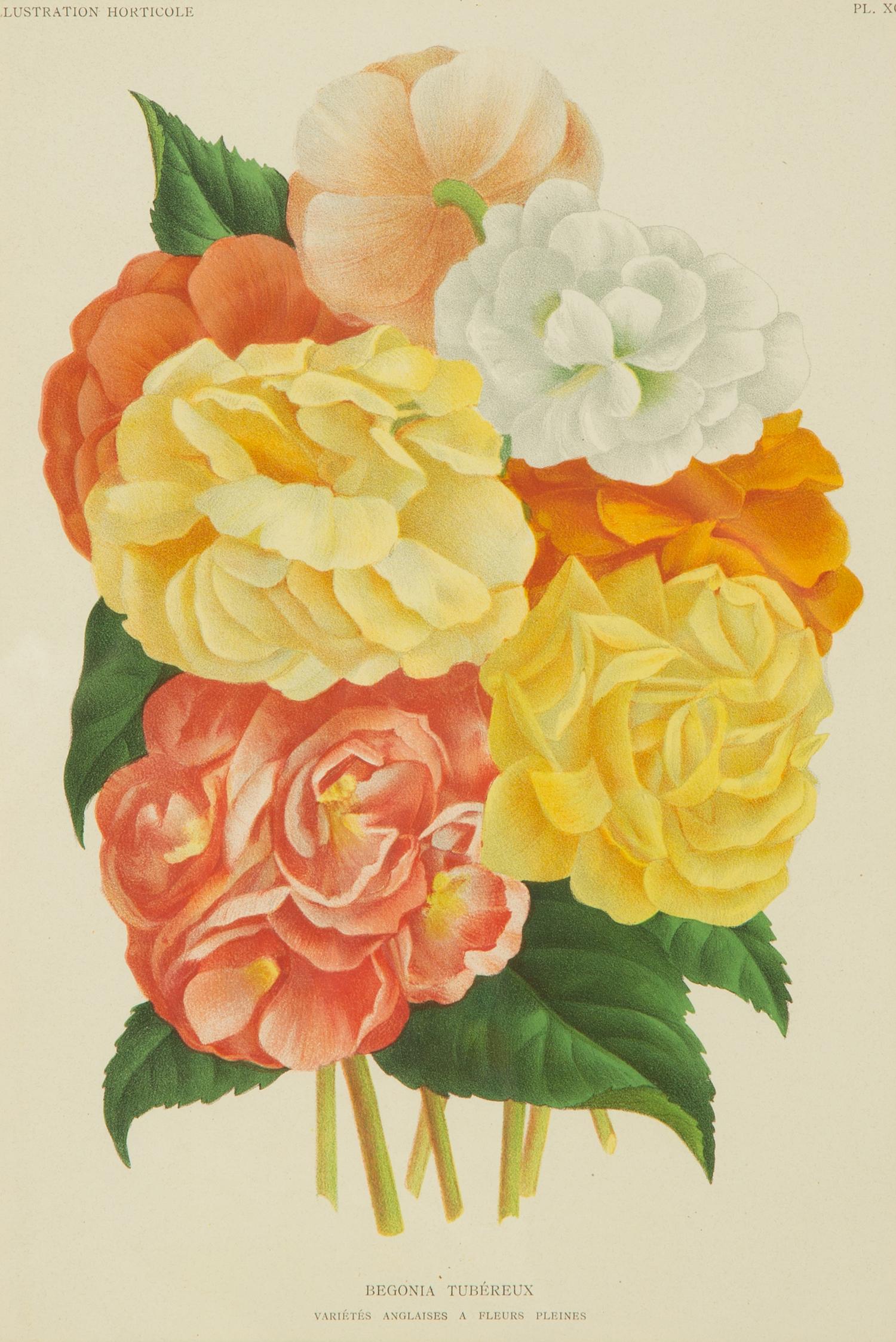 Seven Gilt Framed Botanical Chromolithgraphs After J. Linden and Others — 20TH CENTURY