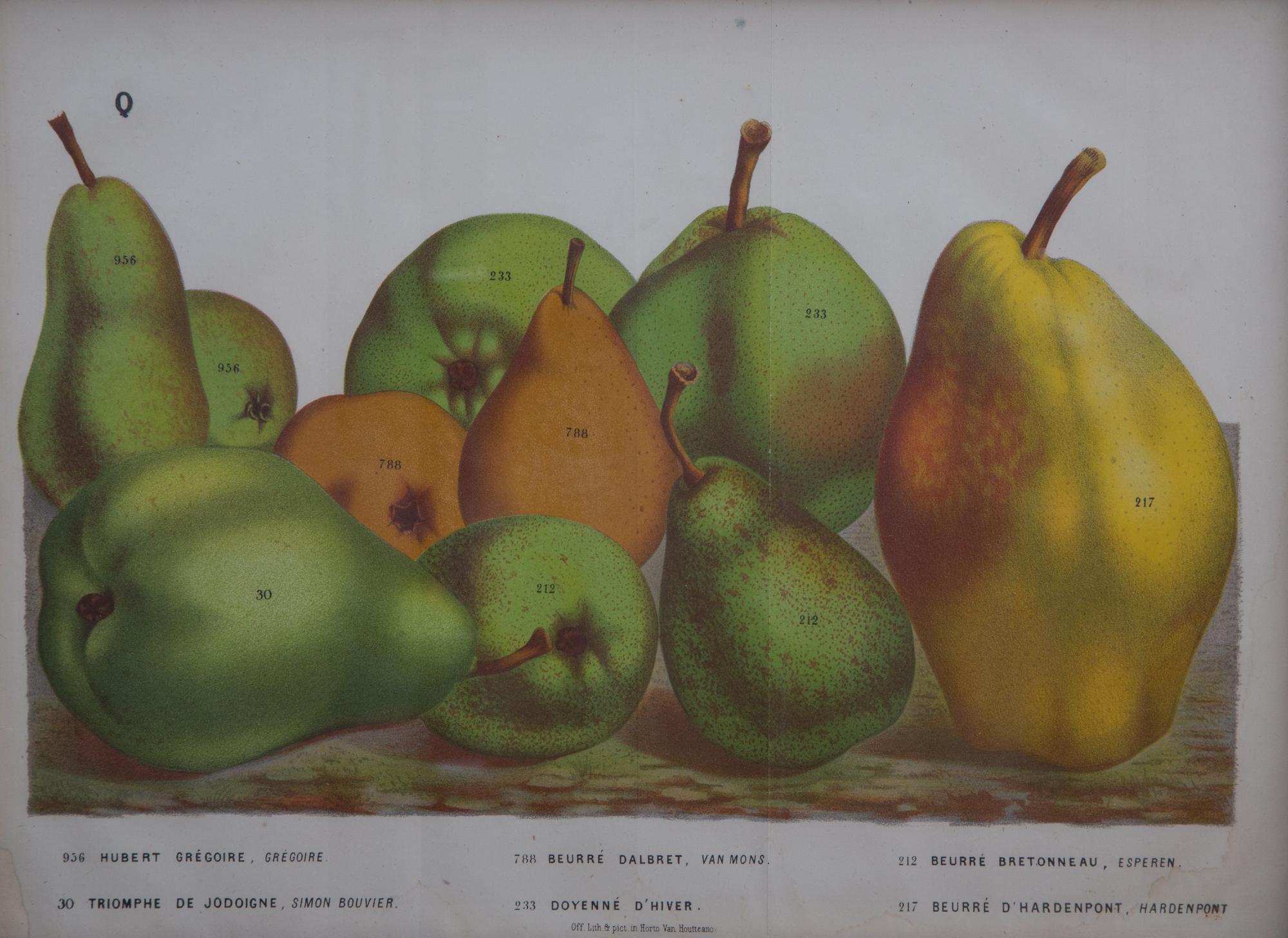A Collection of Eight Chromolithographs of Pears 9 1/2 x 13 inches.